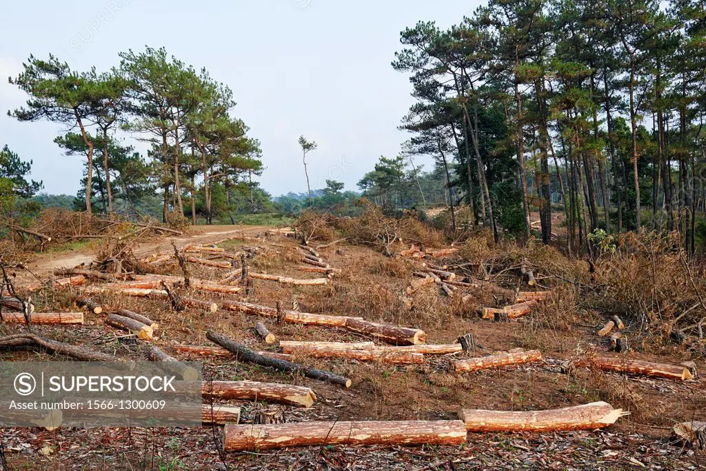 Deforestation seen in India with chopped logs and lumber lying on the ground.