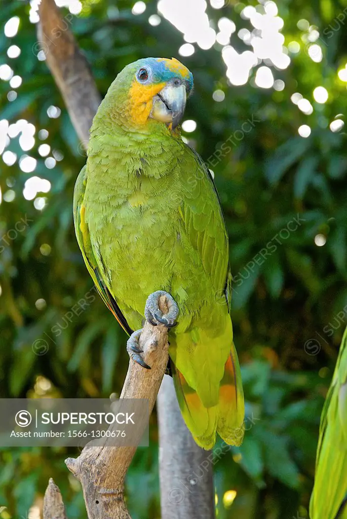 Orange-winged Amazona parrot (Amazona amazonica), Margarita Island.