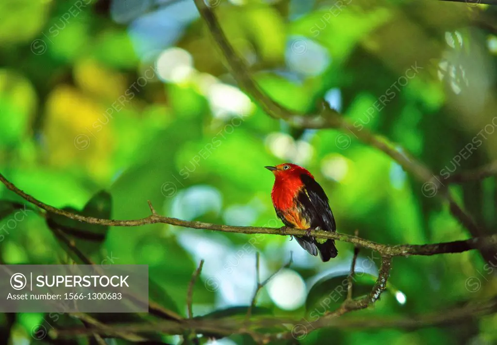 Crimson-hooded manakin (Pipra aureola) in the Montane rain forest of Peninsula de Paria National Park in Eastern Venezuela.