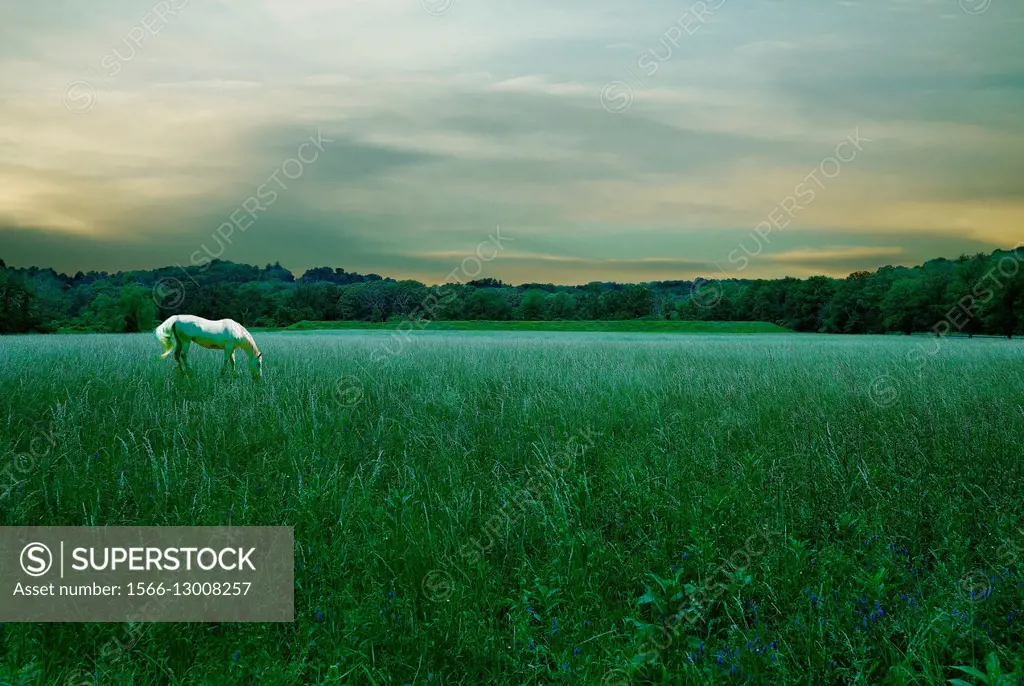 Horse, Horses, grazing, white horse