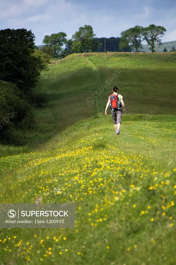 A hiker walking alongside the Vallum on the Hadrians Wall Walk in Northumberland, North East of England, UK.