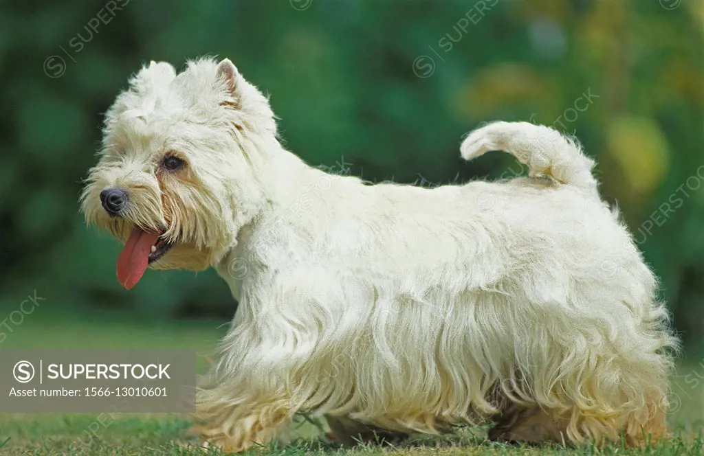 West Highland White Terrier, Adult standing on Grass.
