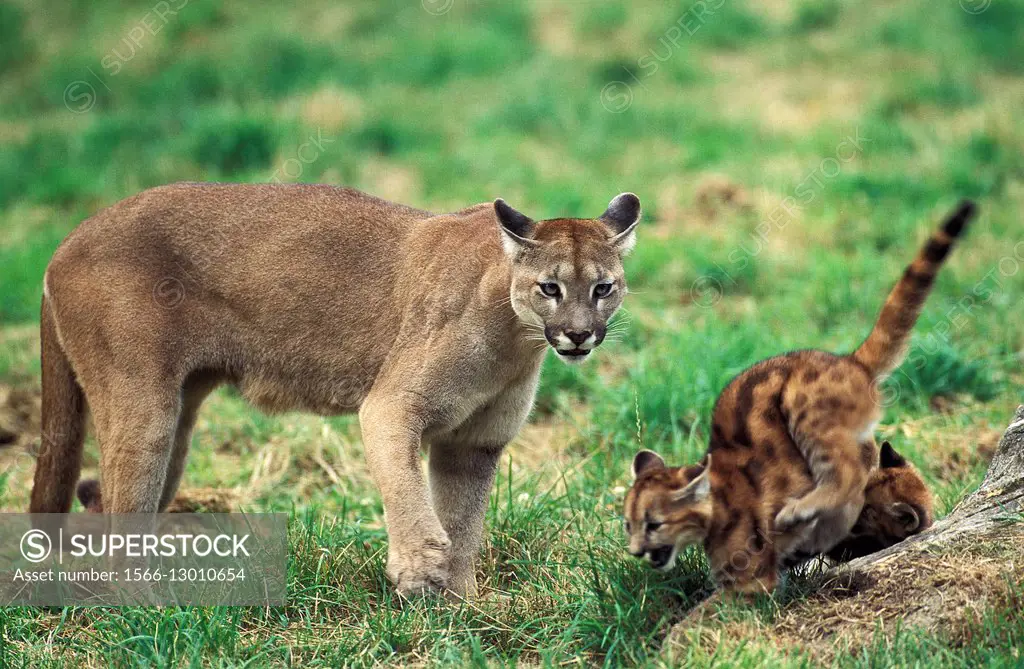 Cougar, puma concolor, Mother and Cub.