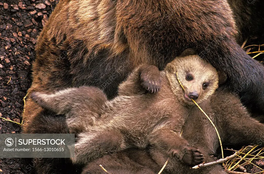 Brown Bear, ursus arctos, Mother and Cub.