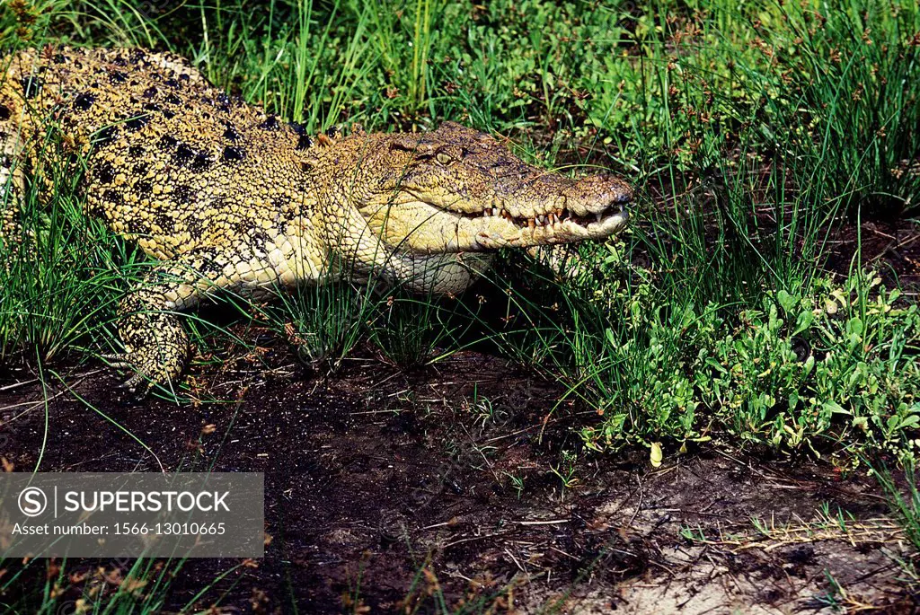 Australian Saltwater Crocodile or Estuarine Crocodile, crocodylus porosus, Australia.