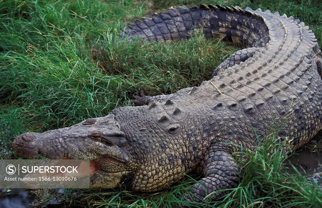 Australian Saltwater Crocodile or Estuarine Crocodile, crocodylus porosus, Adult with Open Mouth Regulating Body Temperature, Australia.