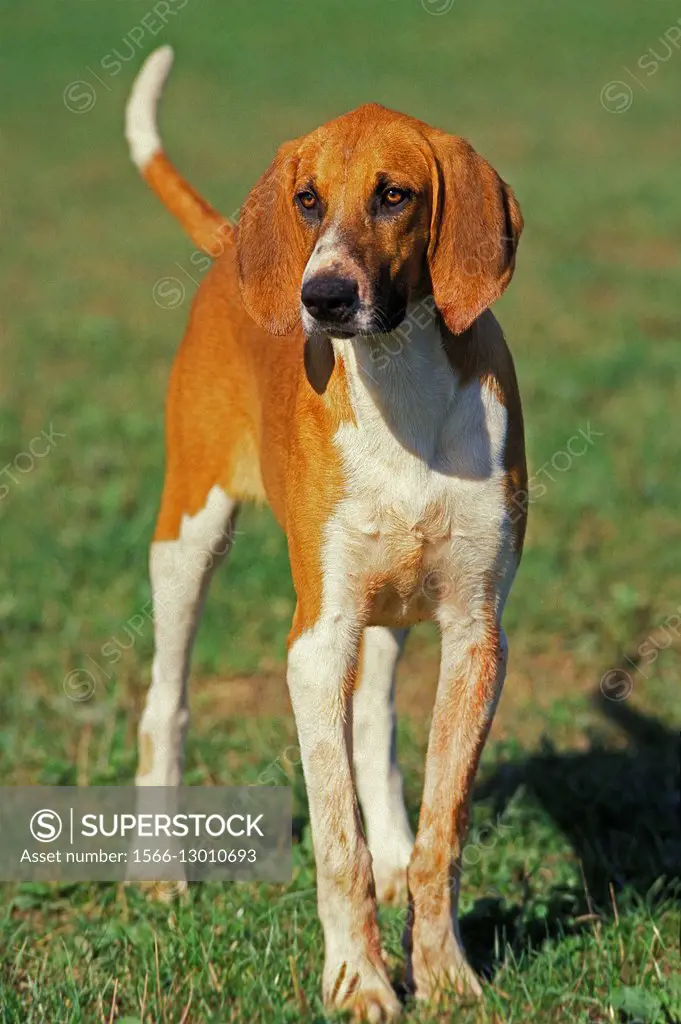 Great Anglo-French White and Orange Hound.