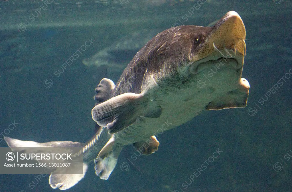 Beluga sturgeon (Huso huso). Actinopterygii. Acipenseriformes. Caspian and Black Sea. Photo taken in captivity. .