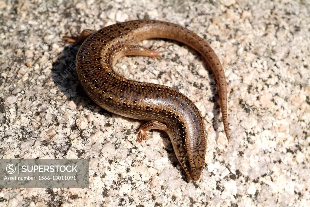 Ocellated skink (Chalcides ocellatus) is carnivorous and lives in arid areas. Family Scincidae. Sardinia, Italy.