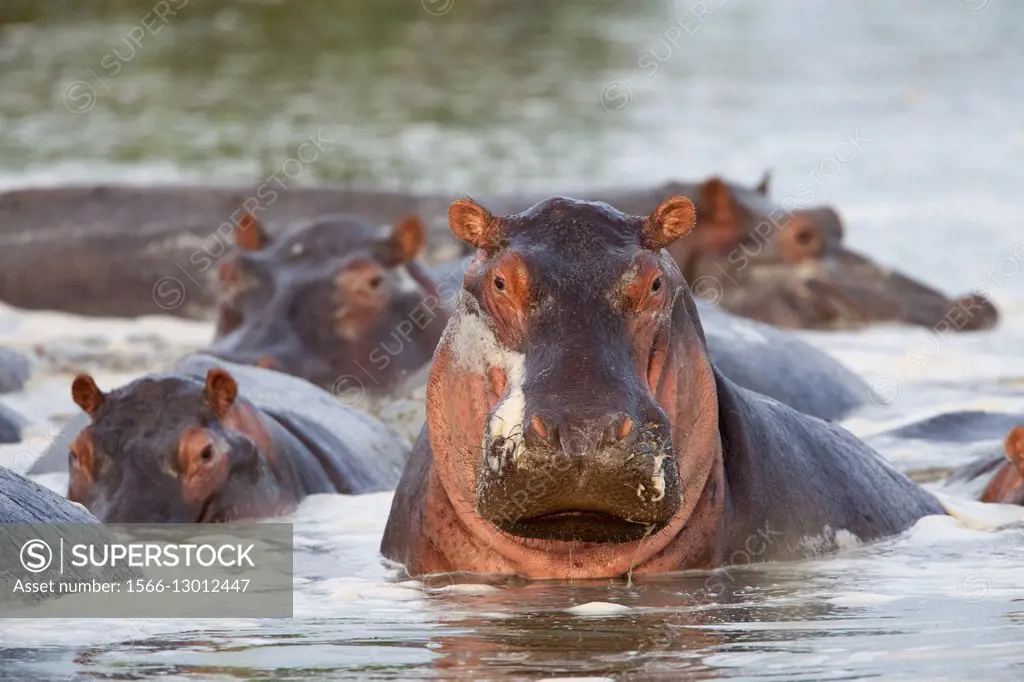 Hippopotamus. Africa