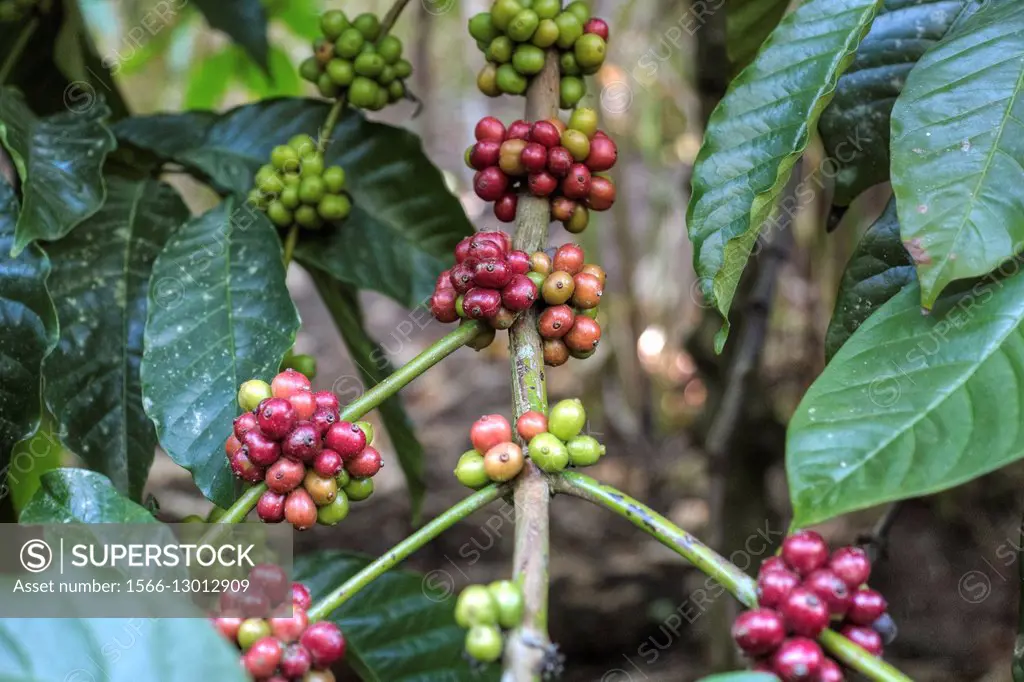 coffee berries on a shrub in Periyar, Thekkady, Kerala, South India.