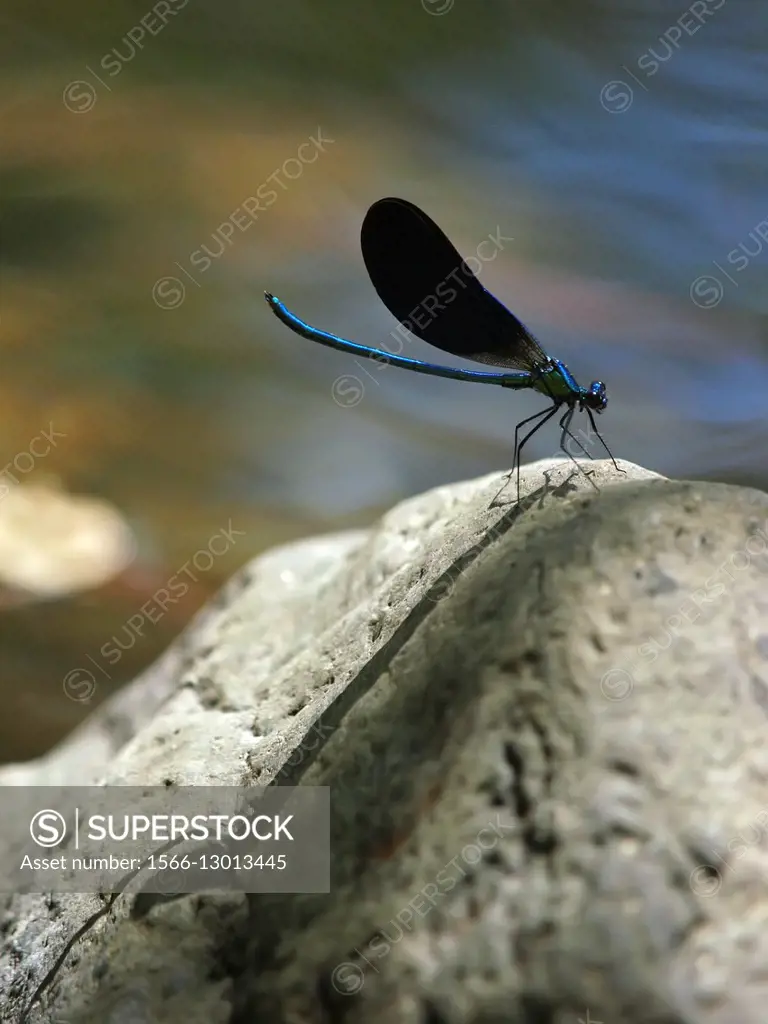 Beautiful demoiselle (Calopteryx virgo) male damselfly at Tordera river. Montseny village countryside. Summer time at Montseny Natural Park. Barcelona...