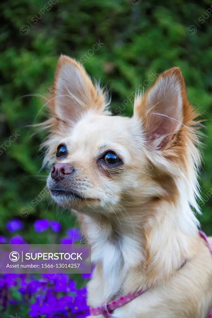 A chihuahua outdoors in a garden.