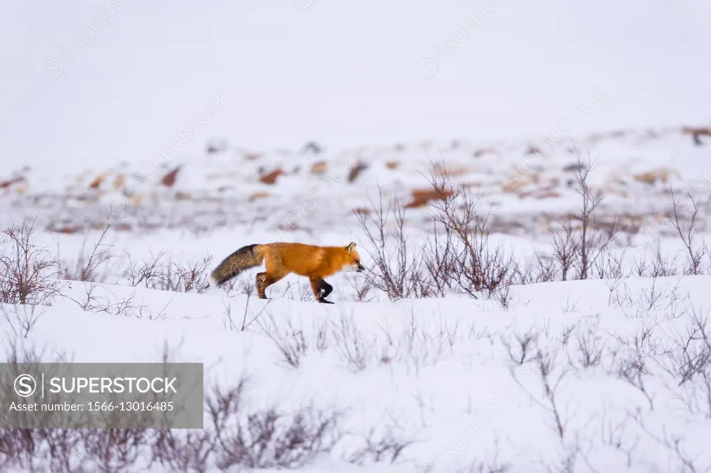 RED FOX (Vulpes vulpes).