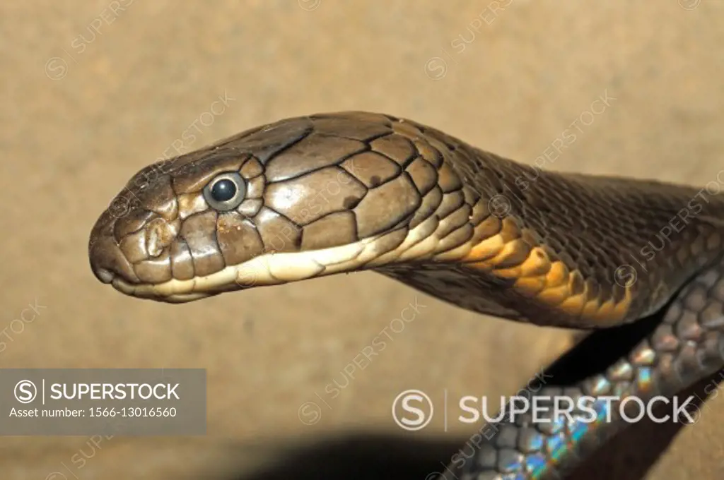 King Cobra, Ophiophagus hannah, Bali, Indonesia. This snake is the largest of the venomous land snakes.