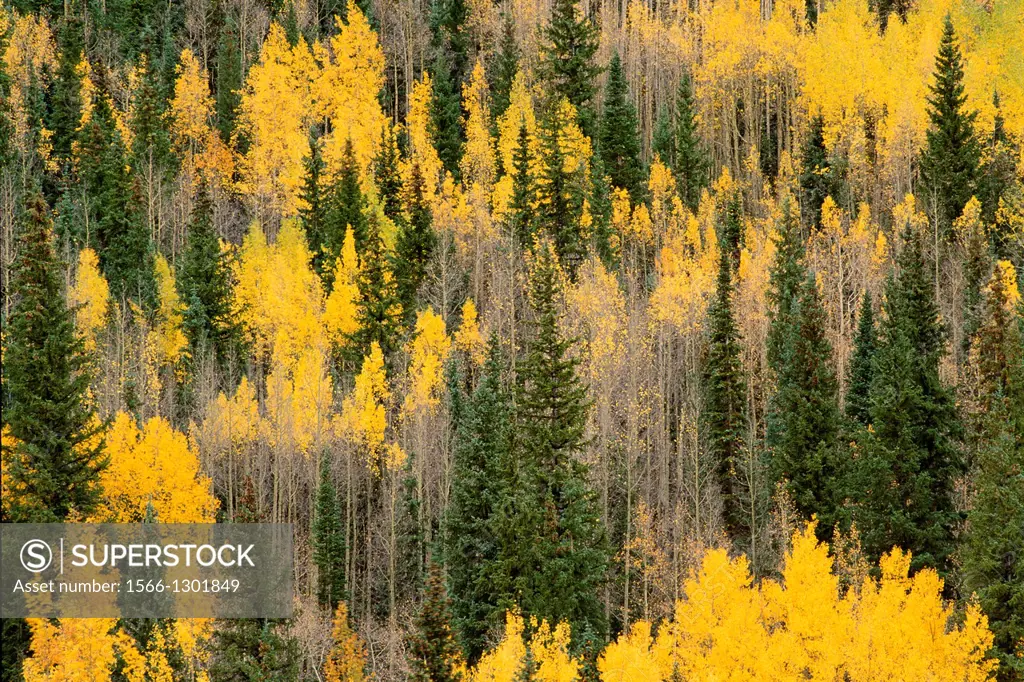 Golden fall aspens and firs in the San Juan Mountains, Uncompahgre National Forest, Colorado USA.