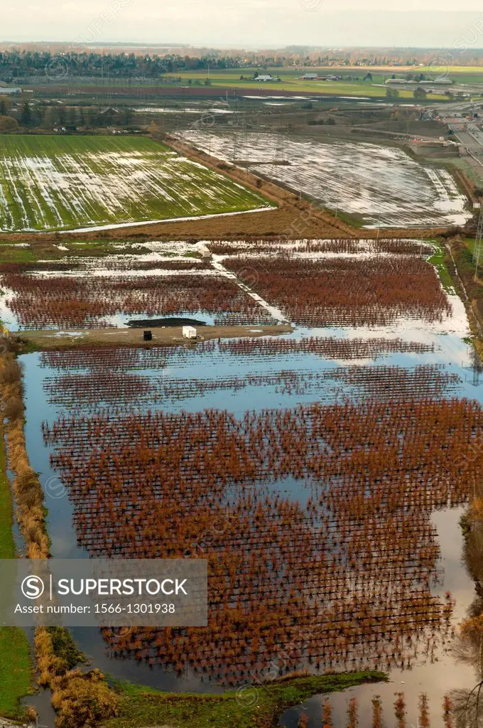 Canada, BC, Delta. Partially flooded cranberry fields.