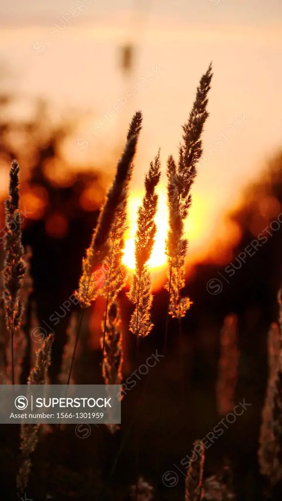 Wheat field at sunset in a russian village, Kirillovka, Russian Federation