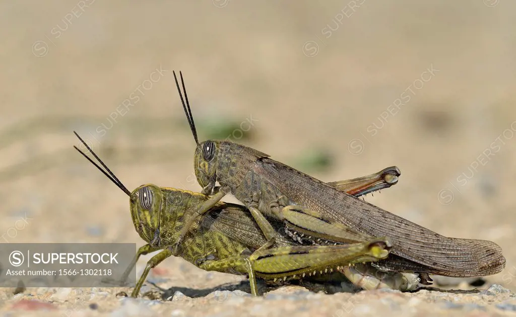 Egyptian Locust (Anacridium aegyptium), Crete