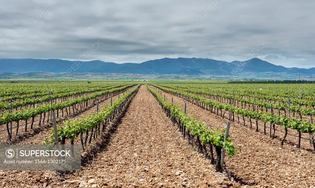 Vineyards of Cariñena wine region in spring. Saragossa, Aragon, Spain.