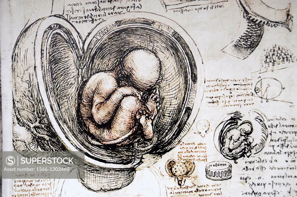 Embryo of the Leonardo da Vinci on paper