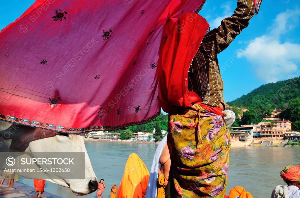 Hindu woman dry sari after a ritual bath, Rishikesh, India.