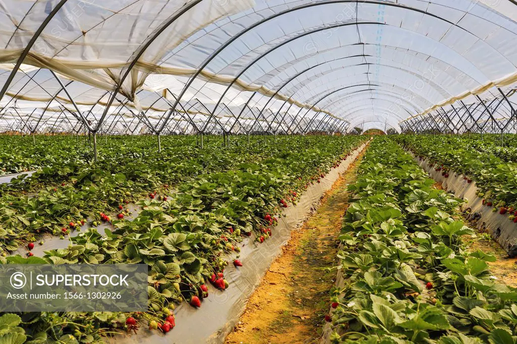 Spain , Andalucia Region, Huelva Province, strawberry farm.