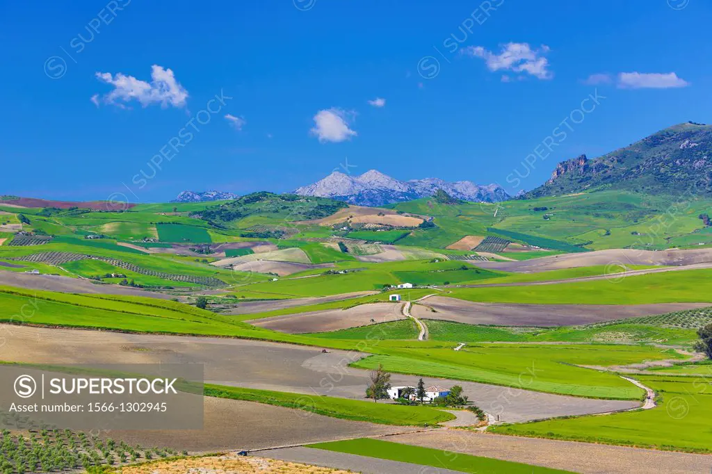 Spain , Andalucia Region , Cadiz Province,near Ronda City.