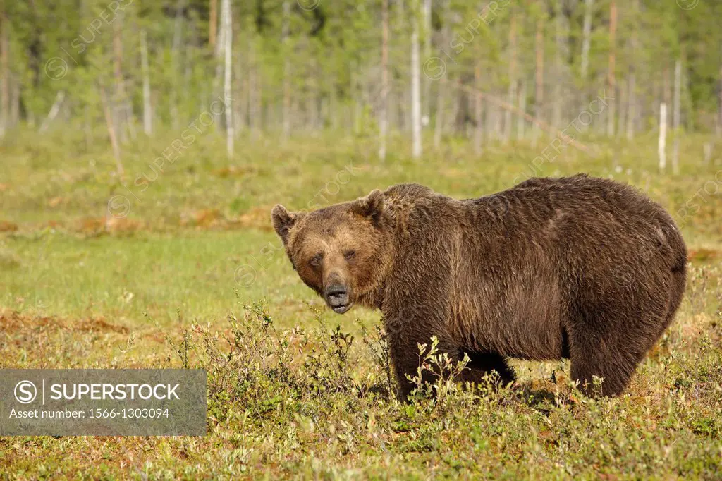 Portrait of an old brown bear (Ursus arctos), Finland 