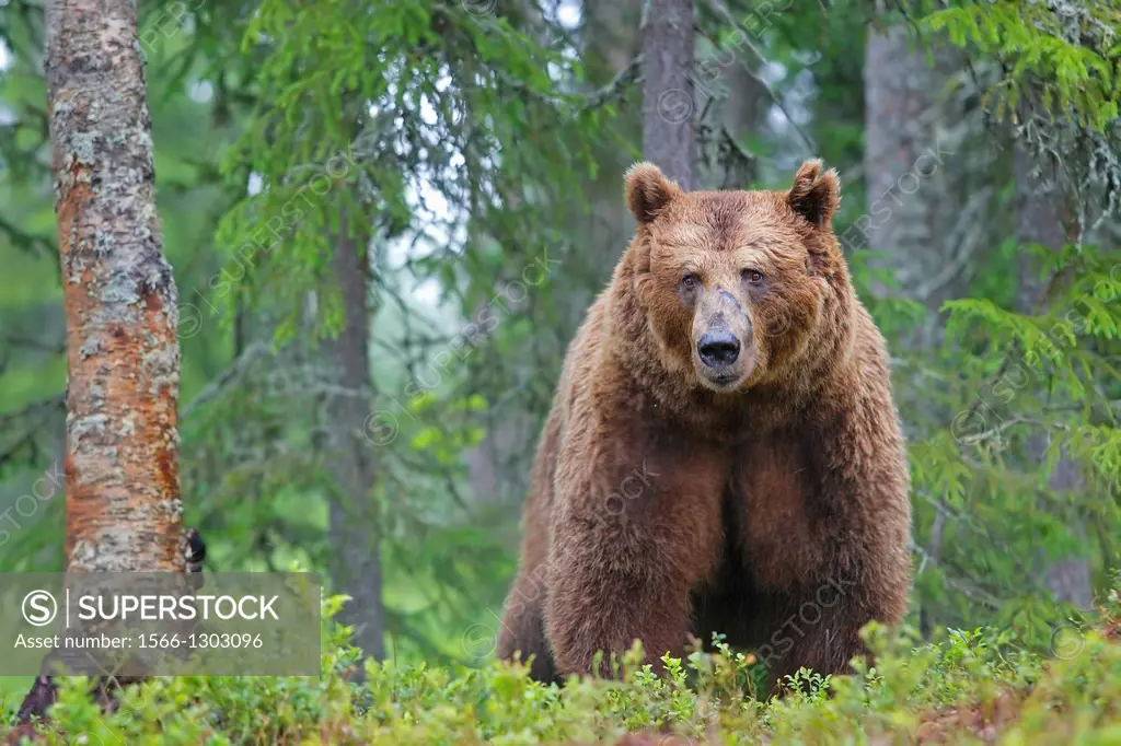 Portrait of an alpha-male brown bear (Ursus arctos), Finland