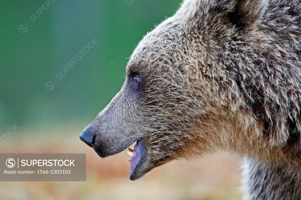 Portrait brown bear, Finland.