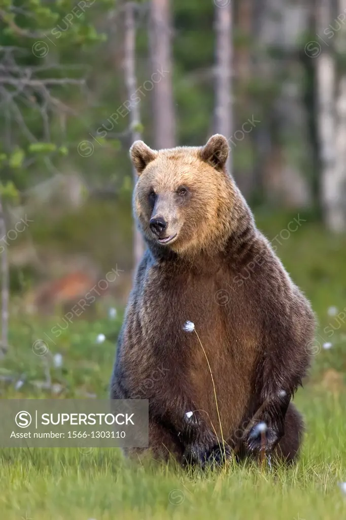 Portrait Old brown bear, Finland.