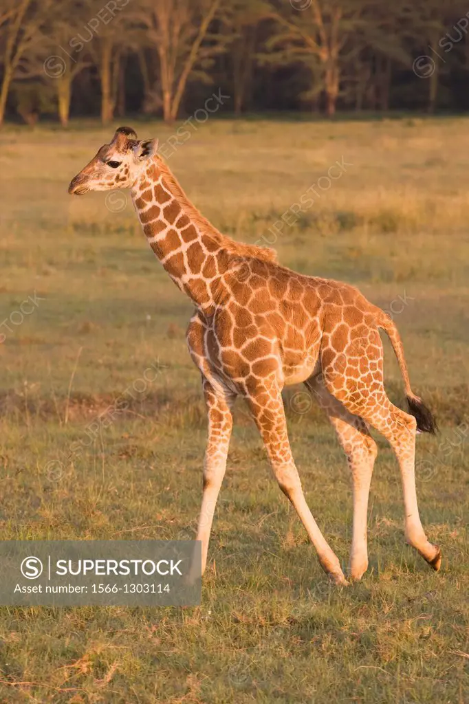 Rothschildt-Giraffe Giraffa camelodardalis young Rothschildt´s giraffe Lake Nakuru NP, Kenya.