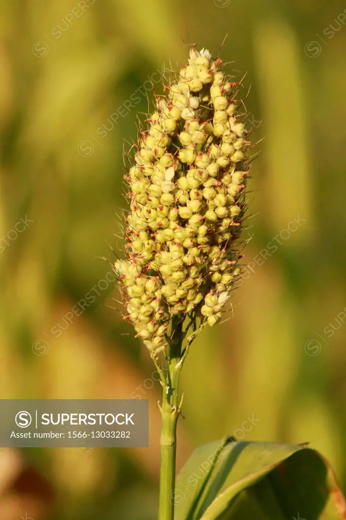Sorghum bicolor grains. Jowar. Pune, Maharashtra, India.