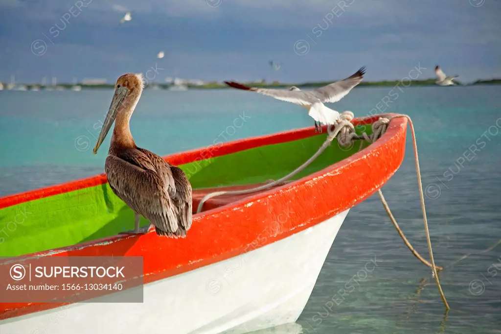 Pelican and birds on the fishing boat near the beach, Isla Mujeres, Cancun, Quintana Roo, Yucatan Province, Mexico, North America.