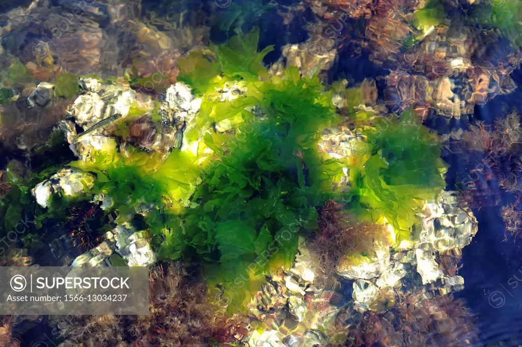 Sea lettuce (Ulva lactuca) is a green edible alga. Chlorophyta. Ulvales. Ulvaceae. Cabo Creus, Girona, Catalonia, Spain. Mediterranean Sea.