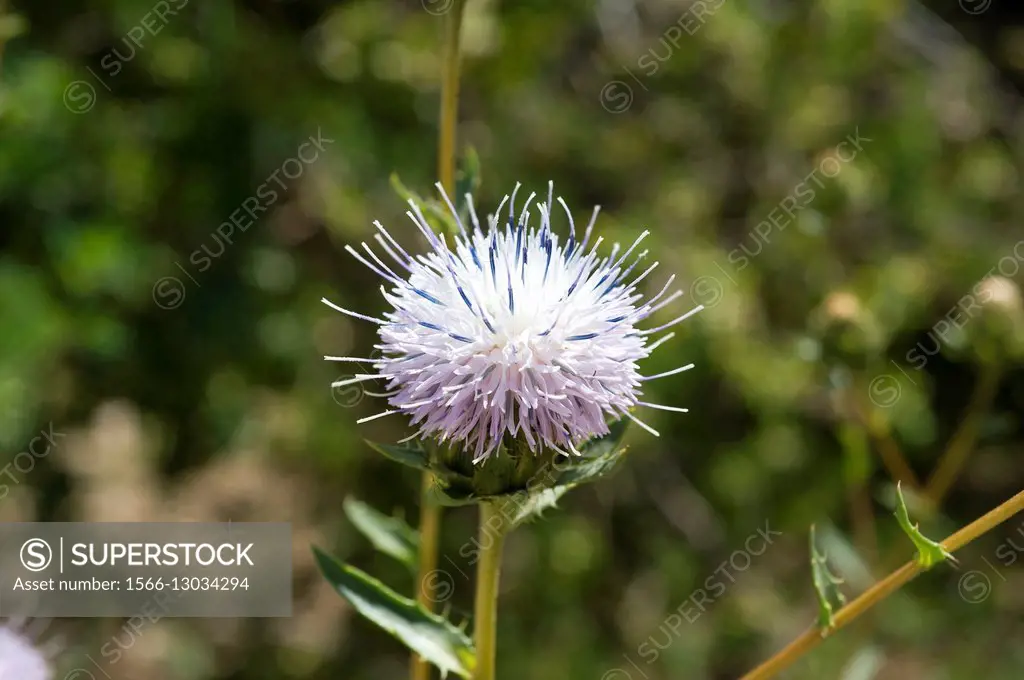 Holy thistle (Carduncellus dianius) is an endemic and protected species native to Ibiza (Balearic Islands) and Alicante. Angiosperms. Asteraceae.
