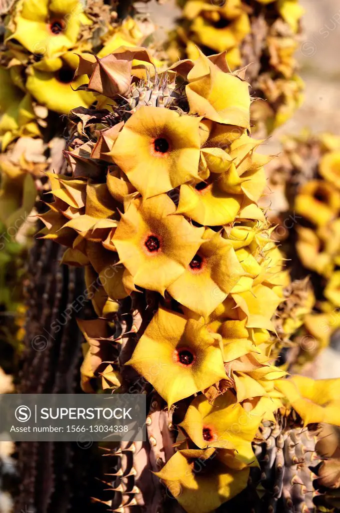 Bushman hat (Hoodia gordonii) is a leafless spiny succulent plant native to southern Africa. It is a medicinal plant. Although it was considered to be...