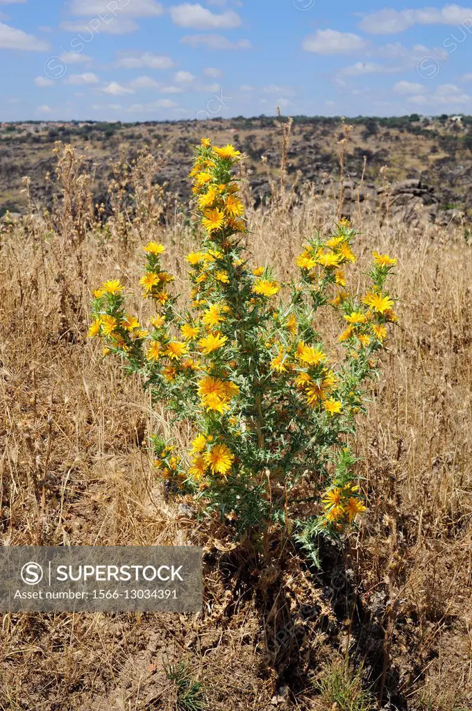 Spanish oyster thistle (Scolymus hispanicus) is a edible biennial plant native to South and western Europe. Angiosperms. Asteraceae. Sayago, Zamora, S...
