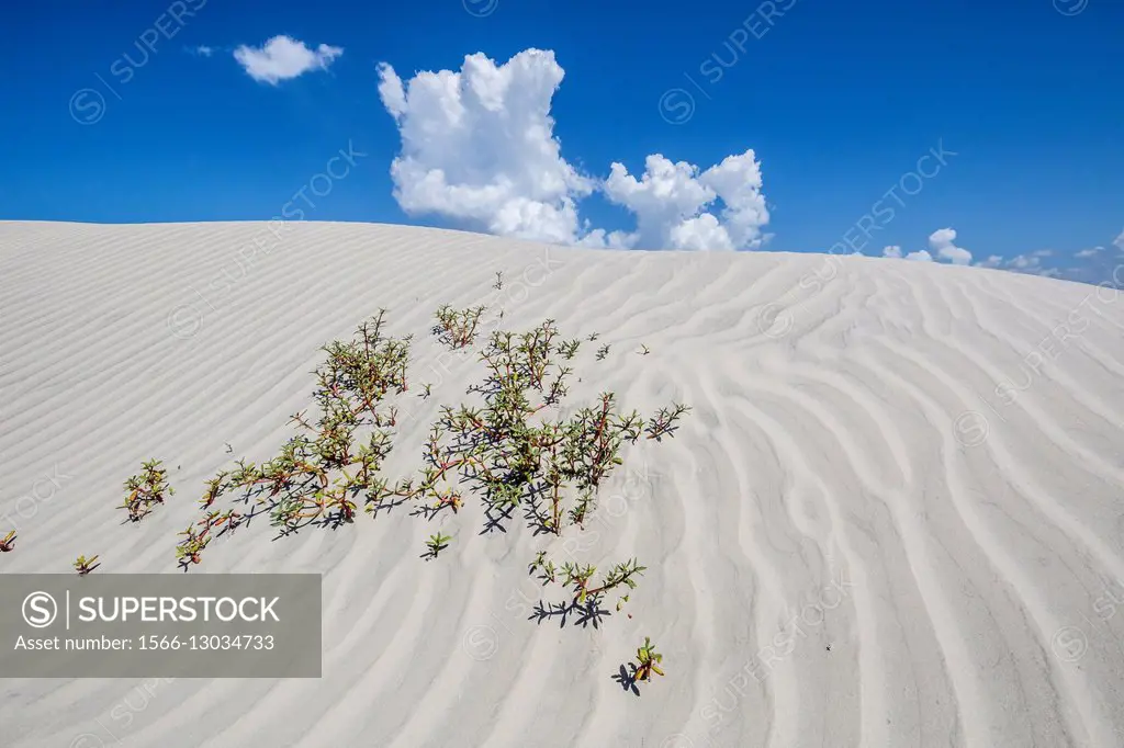Sand dunes on Sand Dollar Beach, Baja California Sur, Mexico.
