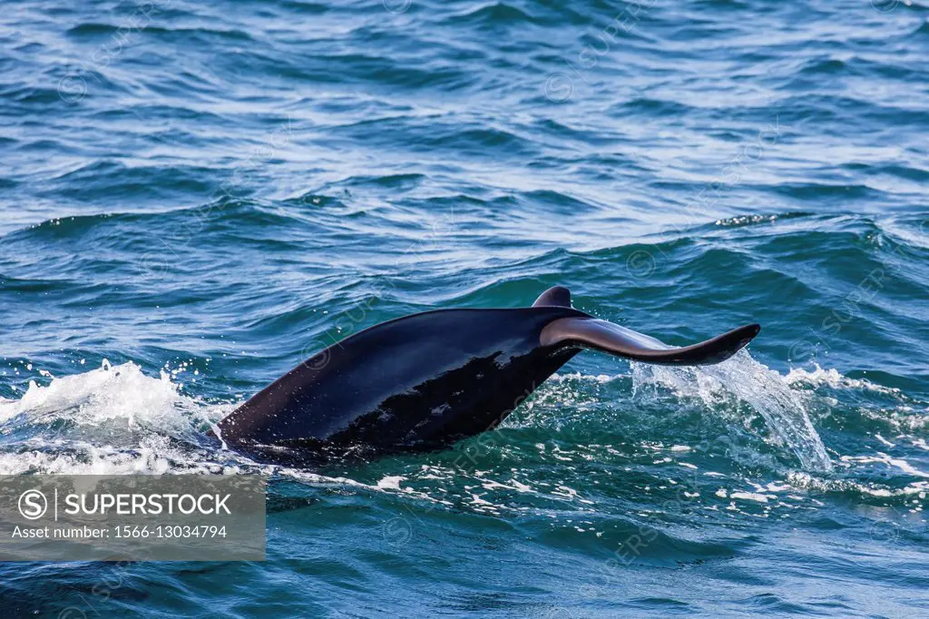 An adult short-finned pilot whale, Globicephala macrorhynchus, flukes-up dive, Isla San Pedro Martir, Baja California, Mexico.
