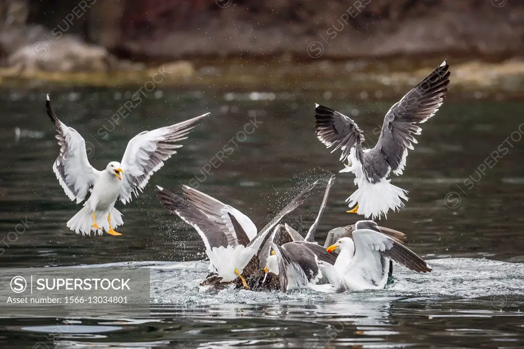 Yellow-footed gulls, Larus livens, and Heermann´s gulls, Larus heermanni, fight for a squid on Isla Ildefonso, Mexico.