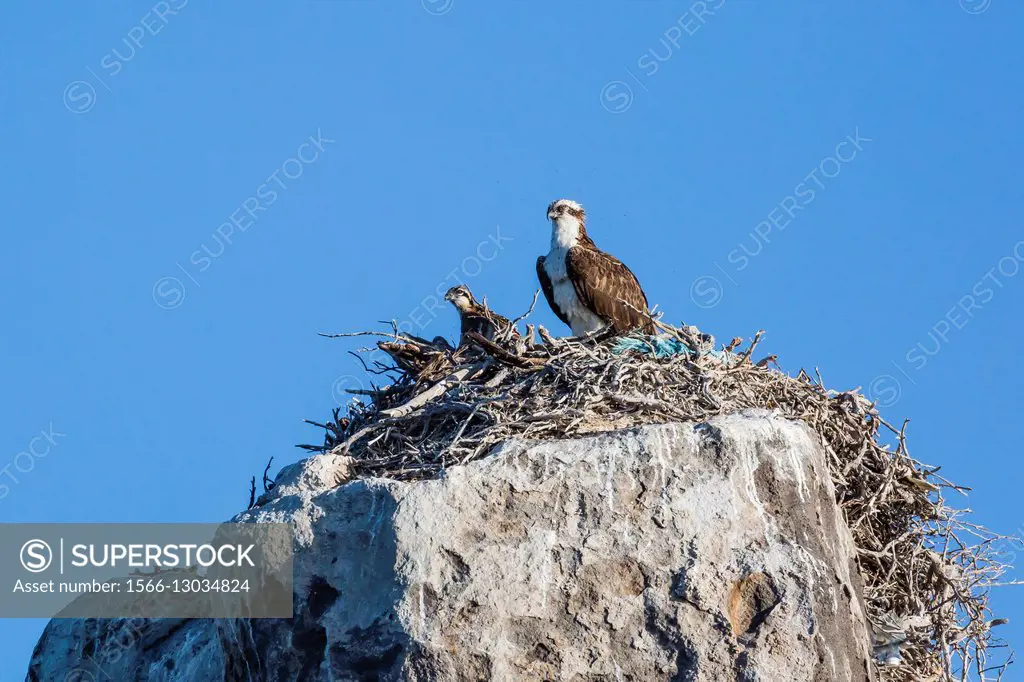 Adult osprey, Pandion haliaetus, on the nest with chicks at Isla Rasa, Baja California, Mexico.