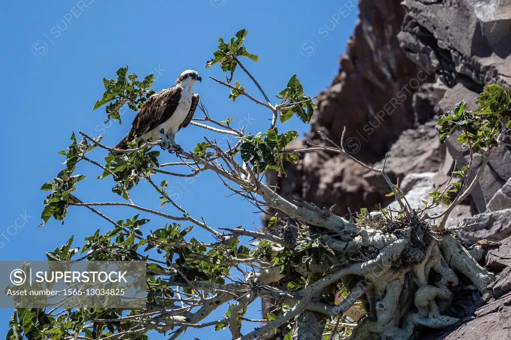 An adult osprey, Pandion haliaetus, perched on a desert fig tree on Isla Danzante, Baja California Sur, Mexico.