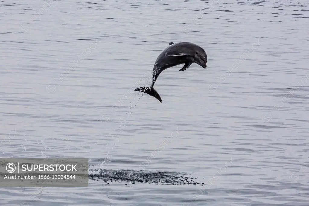 Adult bottlenose dolphin, Tursiops truncatus, leaping near Santa Rosalia, Baja California Sur, Mexico.