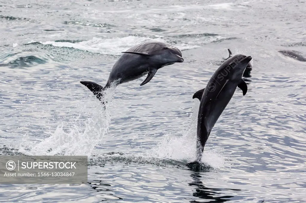Adult bottlenose dolphins, Tursiops truncatus, leaping into the air near Santa Rosalia, Baja California Sur, Mexico.