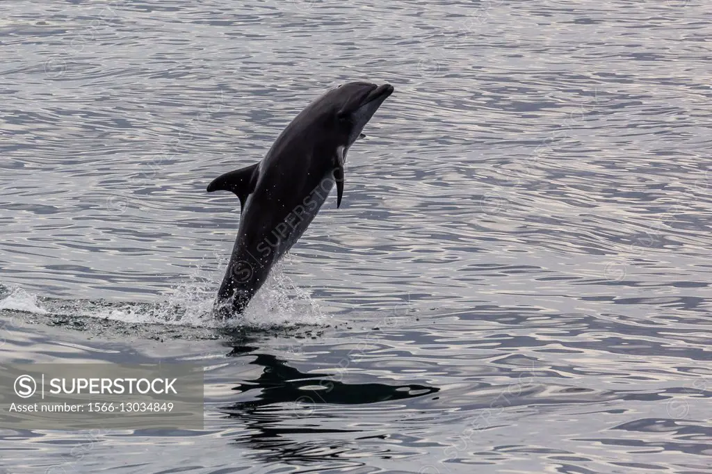Adult bottlenose dolphin, Tursiops truncatus, leaping into the air near Santa Rosalia, Baja California Sur, Mexico.