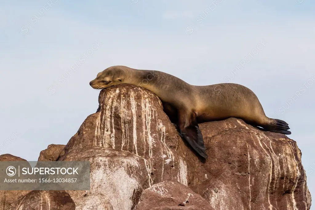 California sea lion, Zalophus californianus, hauled out on Los Islotes, Baja California Sur, Mexico.