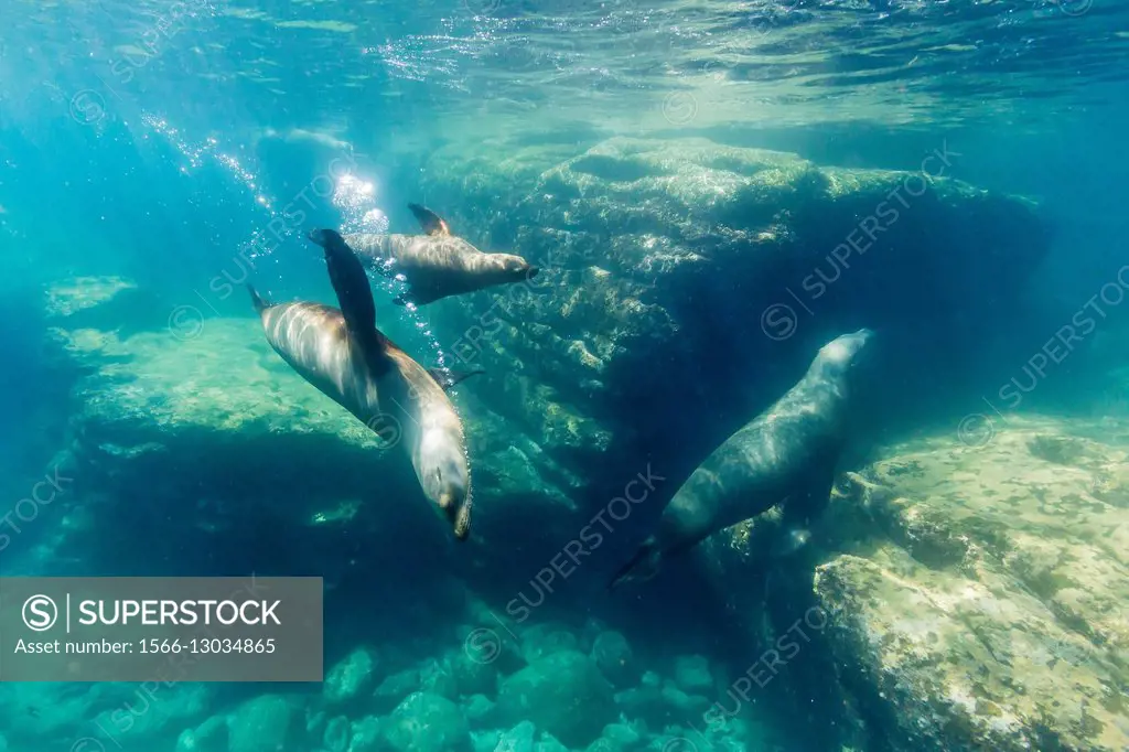 Adult California sea lions, Zalophus californianus, underwater at Los Islotes, Baja California Sur, Mexico.