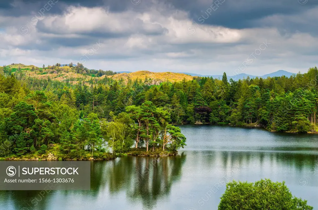 Tarn Hows surrounded by forest in the Lake District near Coniston, Cumbria, England.